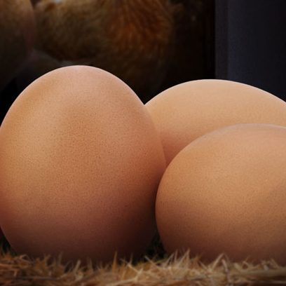 gyermelyi-ismerd-meg-gyermelyt-card-img-baromfitartas