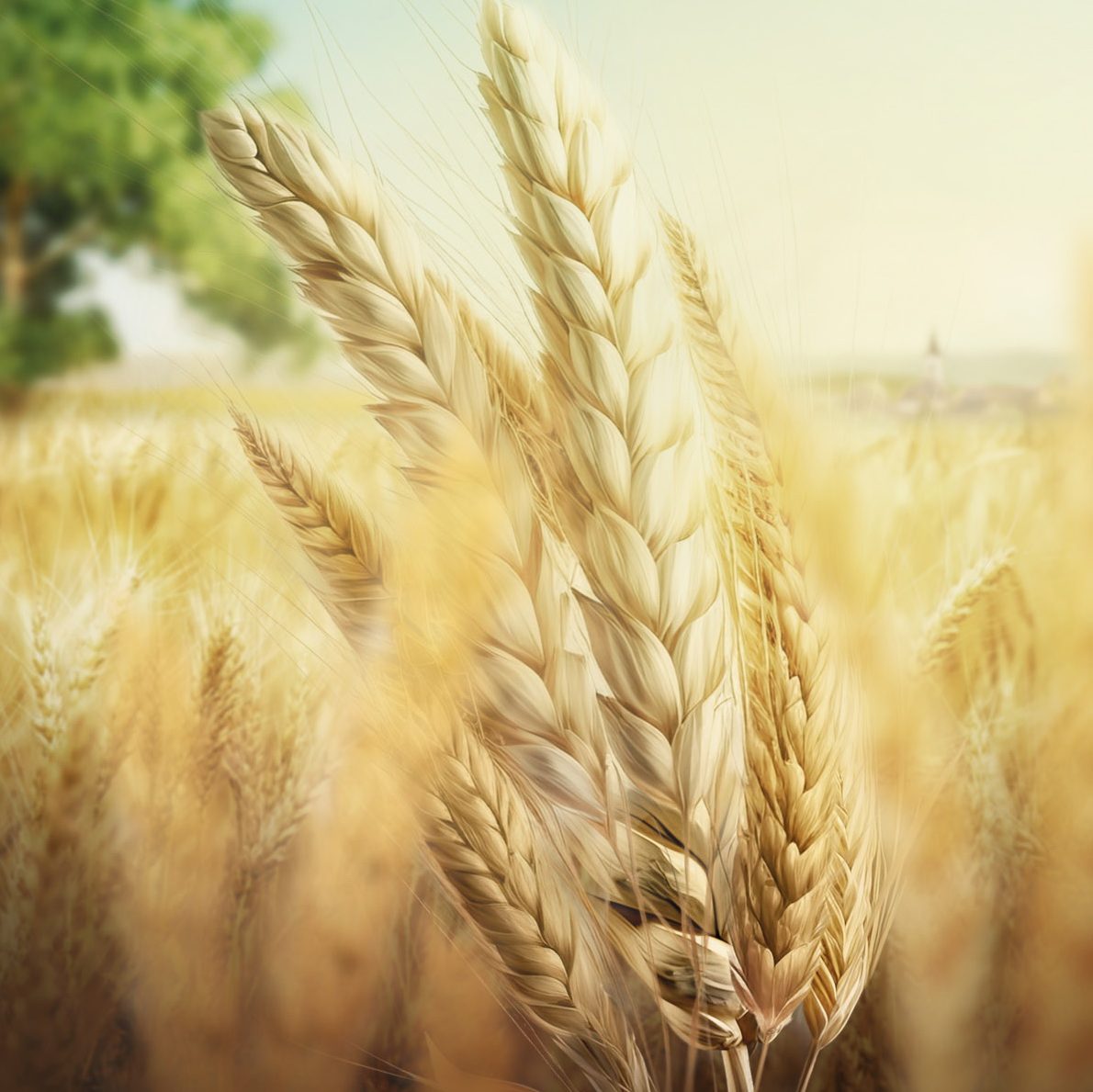 gyermelyi-ismerd-meg-gyermelyt-card-img-novenytermesztes